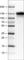 CD68 Molecule antibody, AMAb90874, Atlas Antibodies, Western Blot image 