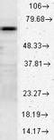 Heat Shock Protein Family A (Hsp70) Member 8 antibody, LS-C109043, Lifespan Biosciences, Western Blot image 