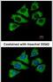 Heat Shock Protein Family A (Hsp70) Member 1 Like antibody, PA5-29212, Invitrogen Antibodies, Immunofluorescence image 