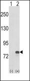 Guanine Monophosphate Synthase antibody, PA5-49552, Invitrogen Antibodies, Western Blot image 