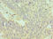Glutathione S-Transferase Omega 2 antibody, LS-C379577, Lifespan Biosciences, Immunohistochemistry paraffin image 