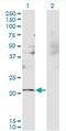 RNA Binding Motif Protein 8A antibody, LS-B5993, Lifespan Biosciences, Western Blot image 