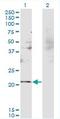 RBM8A antibody, LS-B5993, Lifespan Biosciences, Western Blot image 