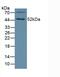 Fibrinogen Like 2 antibody, MBS2027072, MyBioSource, Western Blot image 