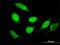 Sorting Nexin 29 antibody, H00084127-M02, Novus Biologicals, Immunofluorescence image 