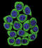 Nucleolin antibody, LS-C163049, Lifespan Biosciences, Immunofluorescence image 