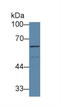 Activin A Receptor Type 1C antibody, LS-C374341, Lifespan Biosciences, Western Blot image 