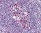 Exportin 1 antibody, 48-916, ProSci, Immunohistochemistry frozen image 