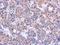 PDZ Domain Containing Ring Finger 4 antibody, NBP2-19762, Novus Biologicals, Immunohistochemistry frozen image 