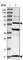 Trafficking Protein Particle Complex 12 antibody, HPA034799, Atlas Antibodies, Western Blot image 
