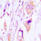 IgG1 antibody, LS-C352345, Lifespan Biosciences, Immunohistochemistry paraffin image 