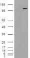 Protein Tyrosine Phosphatase Receptor Type M antibody, 46-252, ProSci, Immunohistochemistry paraffin image 