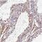 H1 Histone Family Member N, Testis Specific antibody, NBP2-30774, Novus Biologicals, Immunohistochemistry frozen image 