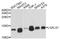 Galectin 1 antibody, abx126090, Abbexa, Western Blot image 