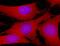 Glutaredoxin 3 antibody, MAB7560, R&D Systems, Immunofluorescence image 