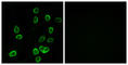 ATP Synthase Membrane Subunit C Locus 2 antibody, abx014221, Abbexa, Western Blot image 