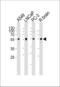 Adrenoceptor Alpha 1D antibody, LS-C344228, Lifespan Biosciences, Western Blot image 