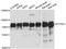 Protein Tyrosine Phosphatase Non-Receptor Type 11 antibody, LS-C747586, Lifespan Biosciences, Western Blot image 