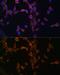 Protein Phosphatase 3 Regulatory Subunit B, Alpha antibody, GTX64517, GeneTex, Immunofluorescence image 