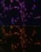 Calcineurin subunit B type 1 antibody, GTX64517, GeneTex, Immunofluorescence image 