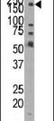 Lysine Demethylase 3B antibody, PA5-11147, Invitrogen Antibodies, Western Blot image 