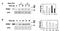 Ubiquitin B antibody, 11019, QED Bioscience, Western Blot image 