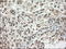 Alpha-1-antitrypsin antibody, LS-C784208, Lifespan Biosciences, Immunohistochemistry frozen image 