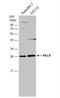 RAS Like Proto-Oncogene B antibody, NBP1-32696, Novus Biologicals, Western Blot image 