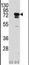 Eukaryotic Translation Initiation Factor 4B antibody, PA5-11792, Invitrogen Antibodies, Western Blot image 