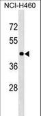 Torsin Family 3 Member A antibody, LS-C157244, Lifespan Biosciences, Western Blot image 