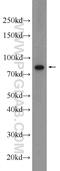 Cleavage Stimulation Factor Subunit 3 antibody, 24290-1-AP, Proteintech Group, Western Blot image 