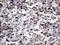 SAP30 Binding Protein antibody, NBP2-45686, Novus Biologicals, Immunohistochemistry paraffin image 