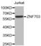 Zinc finger protein 703 antibody, abx002529, Abbexa, Western Blot image 