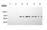 SHC Adaptor Protein 1 antibody, ab54518, Abcam, Western Blot image 