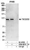 TSC22 Domain Family Member 2 antibody, A304-067A, Bethyl Labs, Immunoprecipitation image 