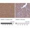 Enolase-Phosphatase 1 antibody, NBP2-13961, Novus Biologicals, Immunohistochemistry paraffin image 