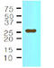 Interleukin 33 antibody, AM09020PU-S, Origene, Western Blot image 