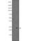 Tryptophanyl TRNA Synthetase 2, Mitochondrial antibody, abx147440, Abbexa, Western Blot image 