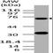 Activating Transcription Factor 6 antibody, MBS668021, MyBioSource, Western Blot image 
