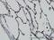 Vitamin D Receptor antibody, H00007421-M02, Novus Biologicals, Immunohistochemistry frozen image 