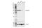 Aldehyde Dehydrogenase 1 Family Member A2 antibody, 55481S, Cell Signaling Technology, Western Blot image 