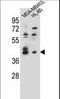 SRY-Box 3 antibody, LS-C161402, Lifespan Biosciences, Western Blot image 