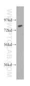 Calpain 11 antibody, 13675-1-AP, Proteintech Group, Western Blot image 