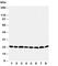 Peroxiredoxin 5 antibody, R30936, NSJ Bioreagents, Western Blot image 