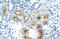 Gamma-Glutamyltransferase Light Chain 1 antibody, 29-608, ProSci, Immunohistochemistry frozen image 