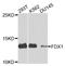 Ferredoxin 1 antibody, A9815, ABclonal Technology, Western Blot image 