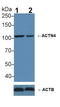 Actinin Alpha 4 antibody, LS-C372919, Lifespan Biosciences, Western Blot image 