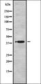 Katanin Catalytic Subunit A1 antibody, orb336987, Biorbyt, Western Blot image 