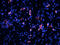 HOP Homeobox antibody, orb314431, Biorbyt, Immunofluorescence image 