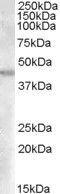 Glutamic-Oxaloacetic Transaminase 2 antibody, GTX88853, GeneTex, Western Blot image 